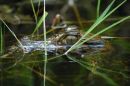 Caiman, Rain Forest, Peru