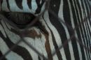 Gravvy Zebra