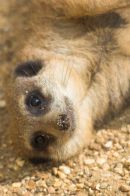 meercat