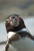 Humbolt Penguin