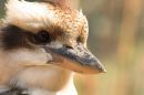 Laughing Kookaburra