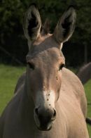 Somali wild ass