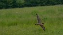 Peregrin Falcon