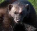 Wolverine, Whipsnade