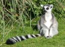 Ring-tailed Lemur, Whipsnade