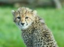 Cheetah cub, Whipsnade