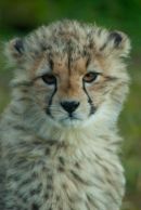 Cheetah cub, Whipsnade