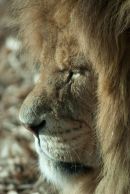 lion, Whipsnade