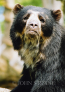 Andean bear, Jersey Zoo