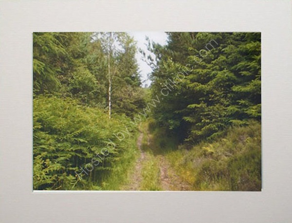 Forest Trail near Langdale End.
