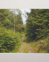 Forest Trail near Langdale End.