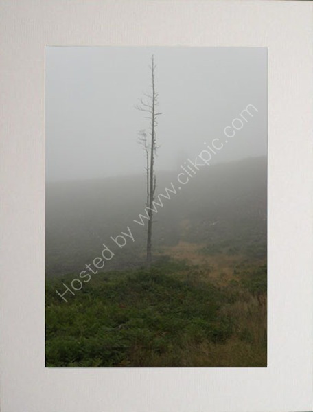Lonesome in the Mist.
