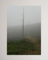 Lonesome in the Mist.