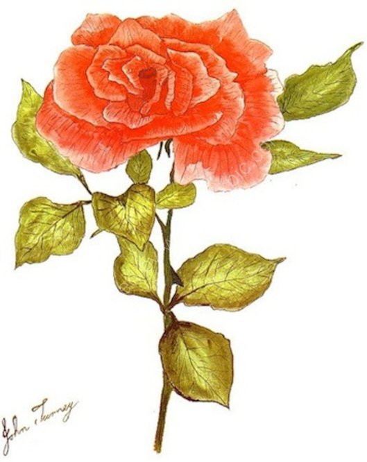 Red Rose.