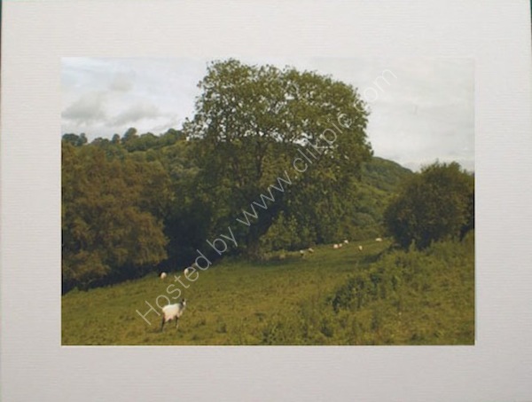 Sheepscape.