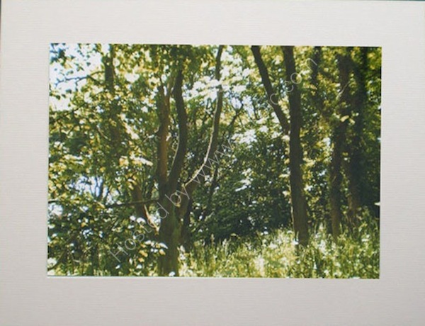 Treescape.