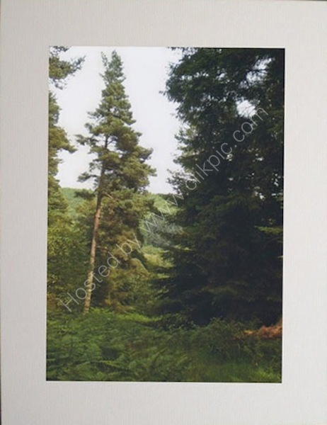 Treescape.