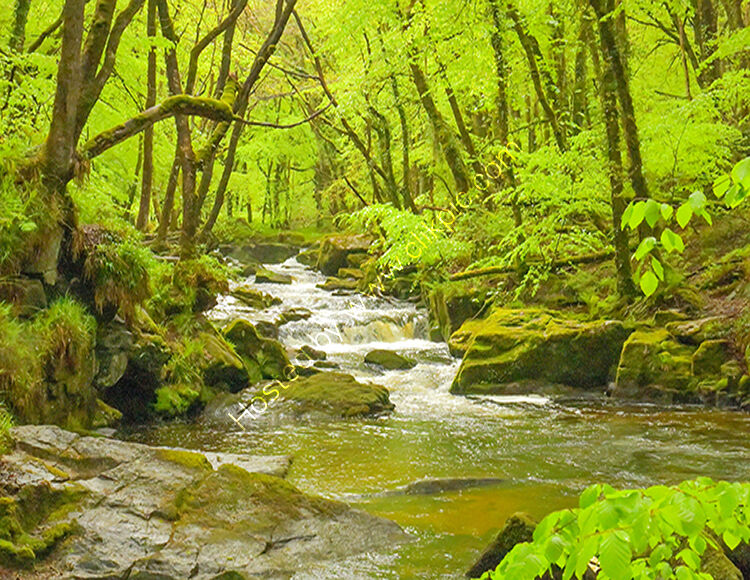 Front Cover, Golitha Falls on Bodmin Moor.