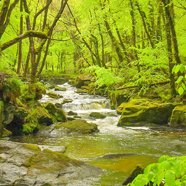 Front Cover, Golitha Falls on Bodmin Moor.
