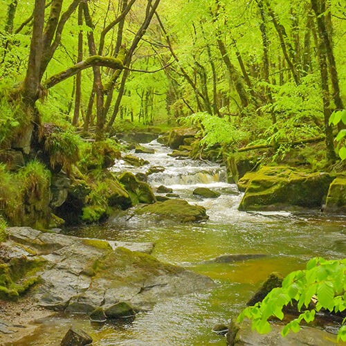 March, Golitha Falls.