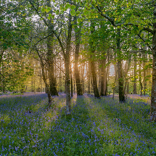 April, Camel Valley.