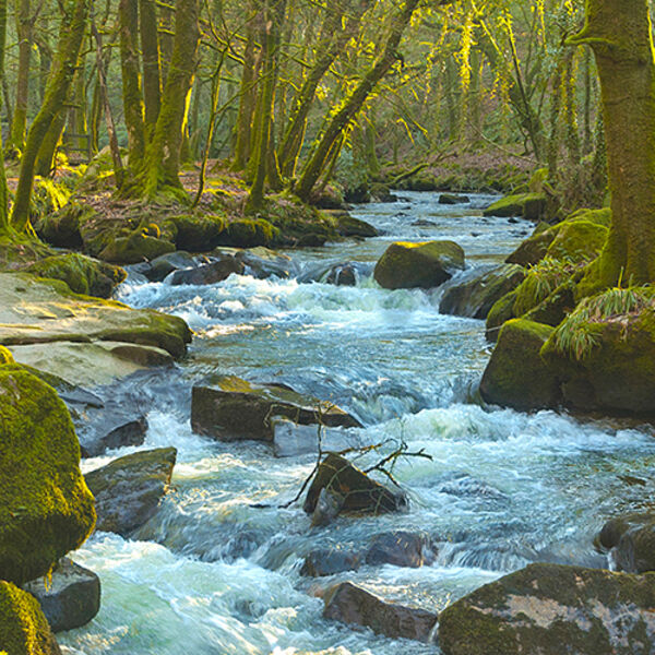 The River Fowey winding its way through the trees at Golitha Falls on Bodmin Moor.