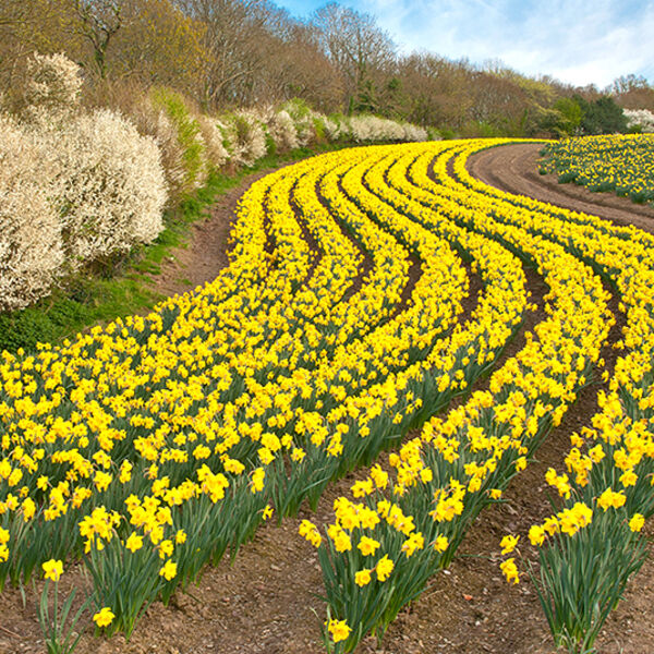 Daffodils at St Johns nr Torpoint.