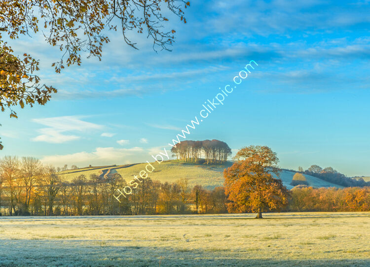 The nearly home trees
