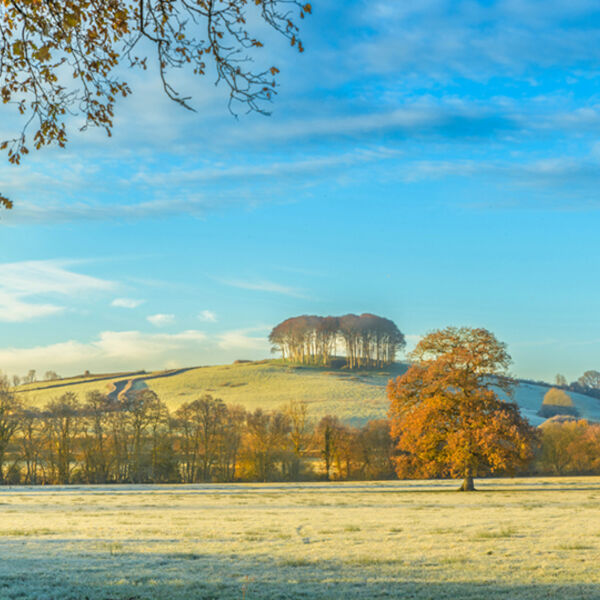 The nearly home trees