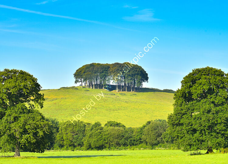 The nearly home trees