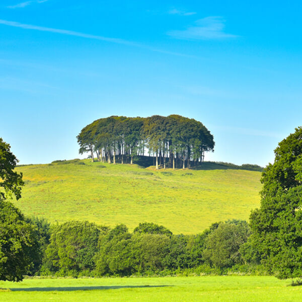 The nearly home trees