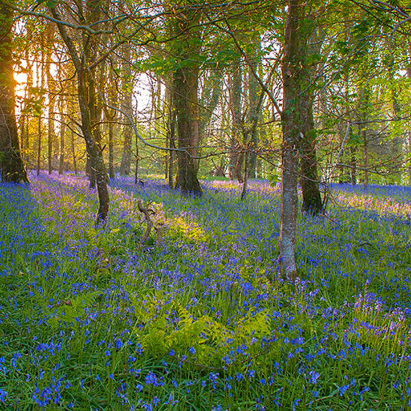 Near lannhydrock