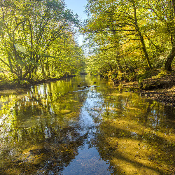 The River Lynher at Callington Newbridge.