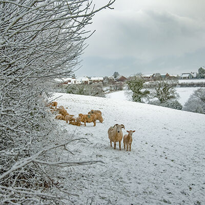 This photograph was taken at Dobwalls in East Cornwall'