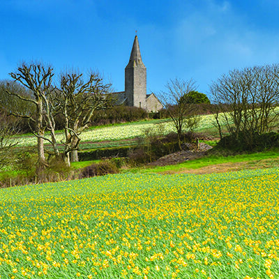 Daffodils in the fields below Rame Church, in the far eastern (forgotten) corner of Cornwall.