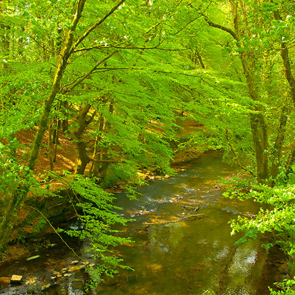 The River Camel at Dunmere. Between Bodmin and Waderidge.