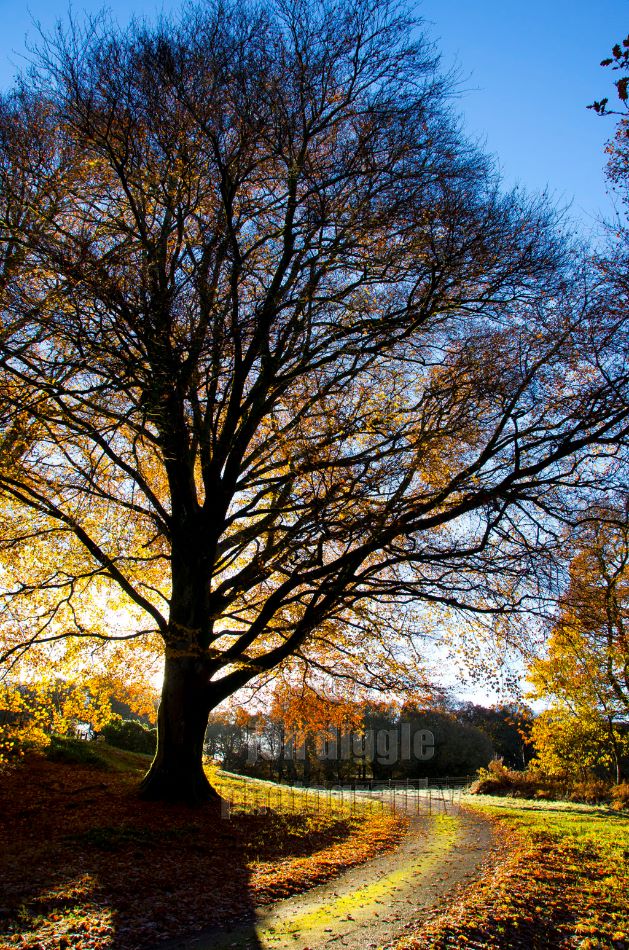 Autumn morning