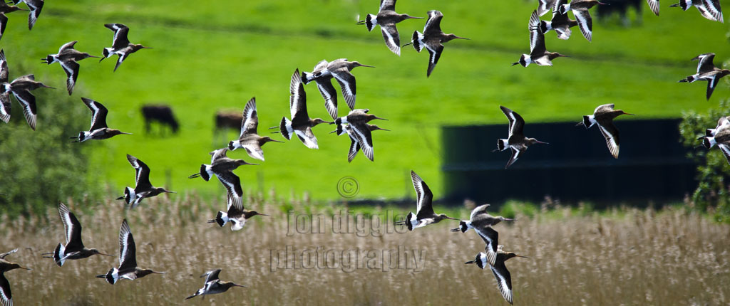Black Tailed Godwits