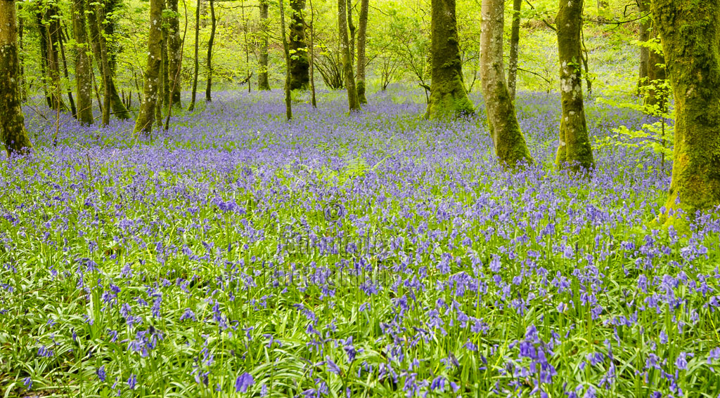 Bluebell Wood