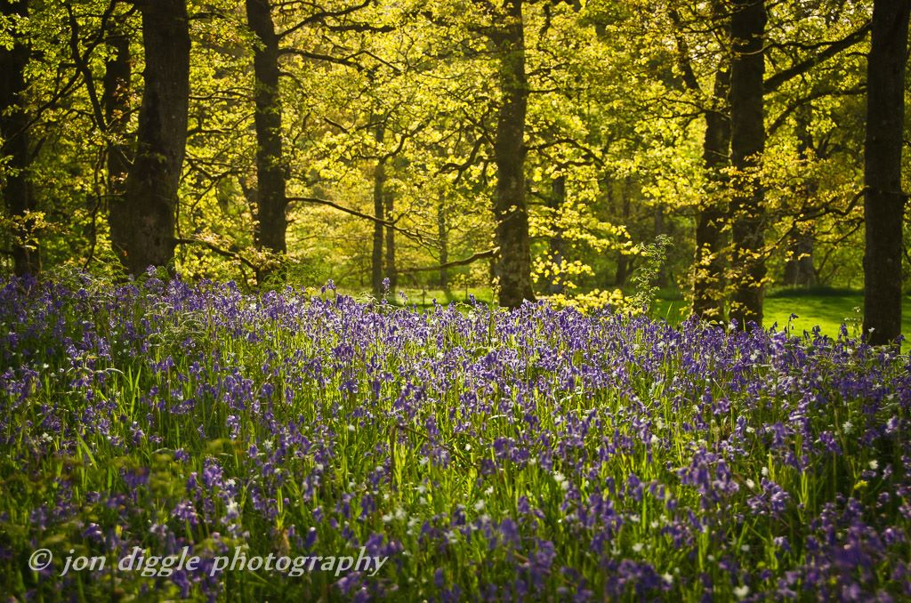 Bluebell Wood