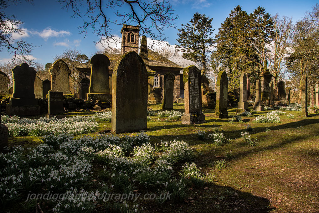 Durisdeer Churchyard Snowdrops