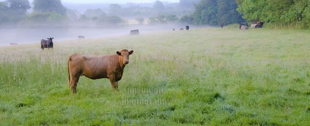 Early morning Nithsdale