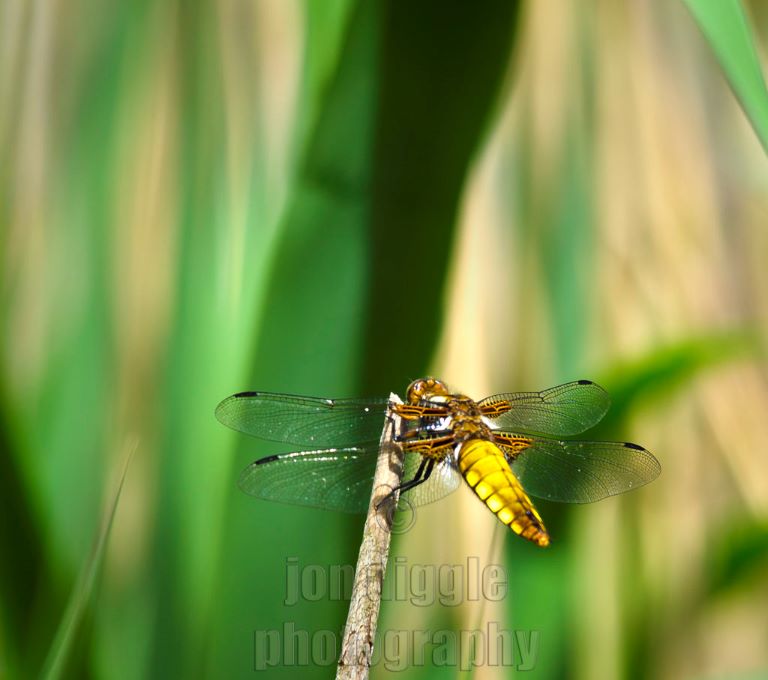 Four Spotted Chaser Leighton Moss