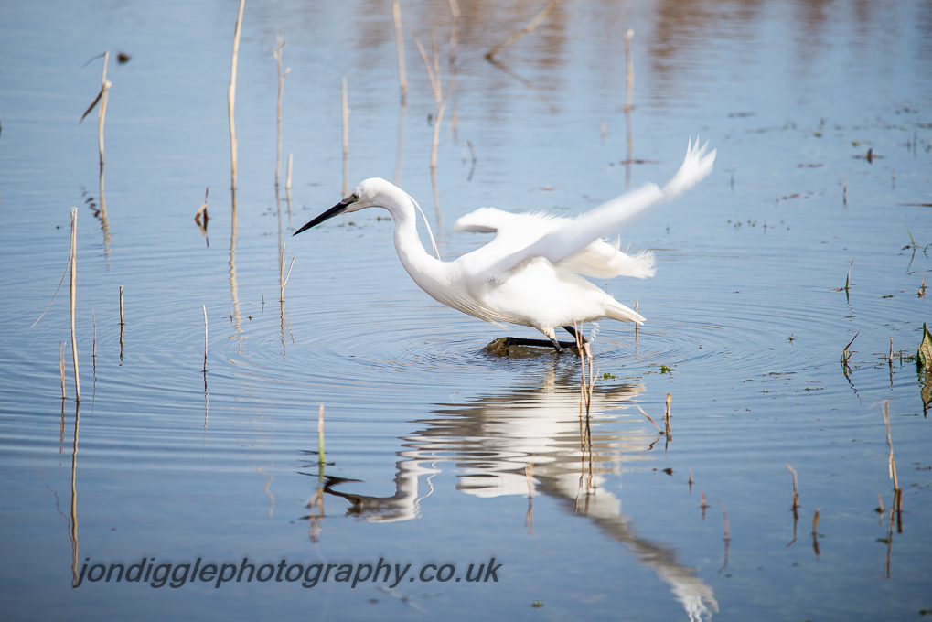 Little Egret ready to pounce.