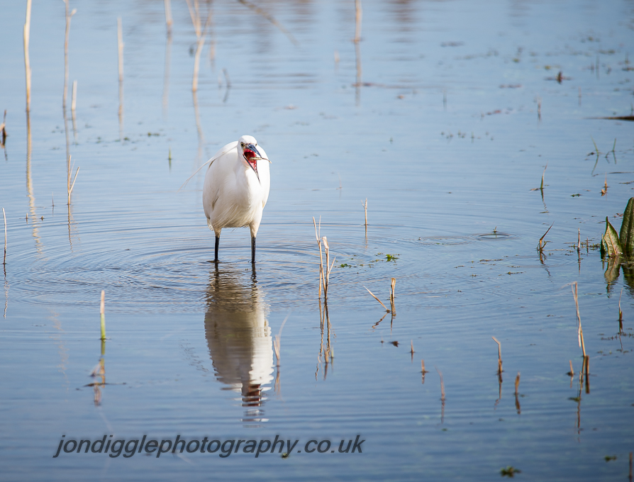 Little Egret with prey