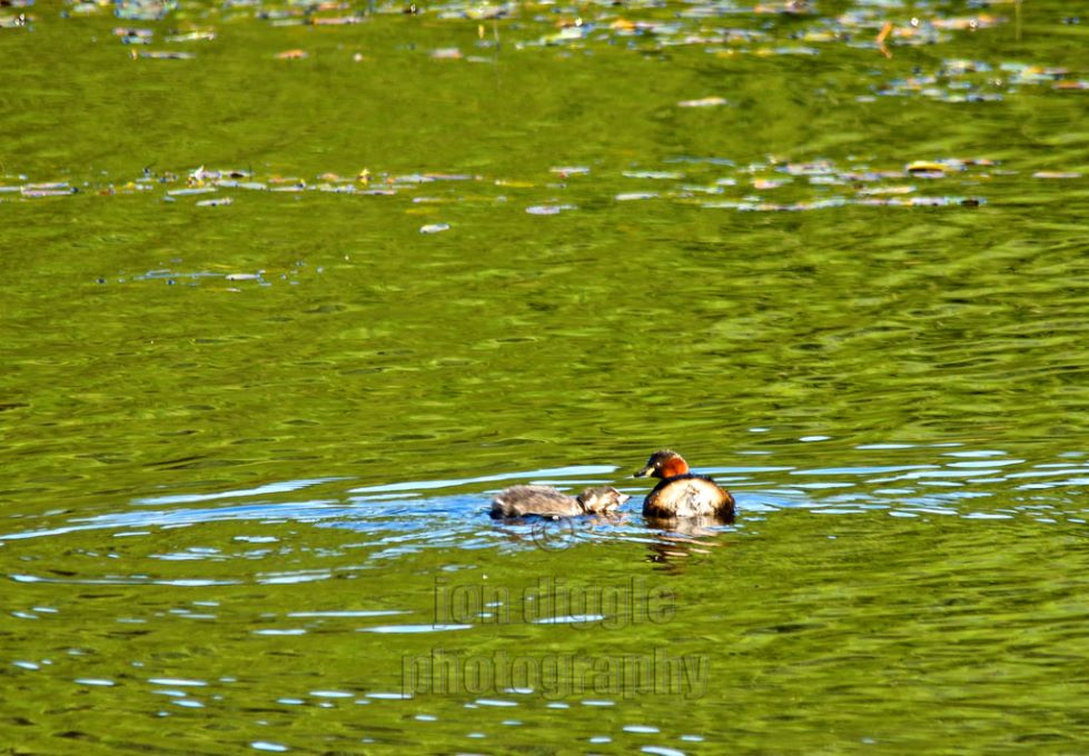 Little Grebe and chick