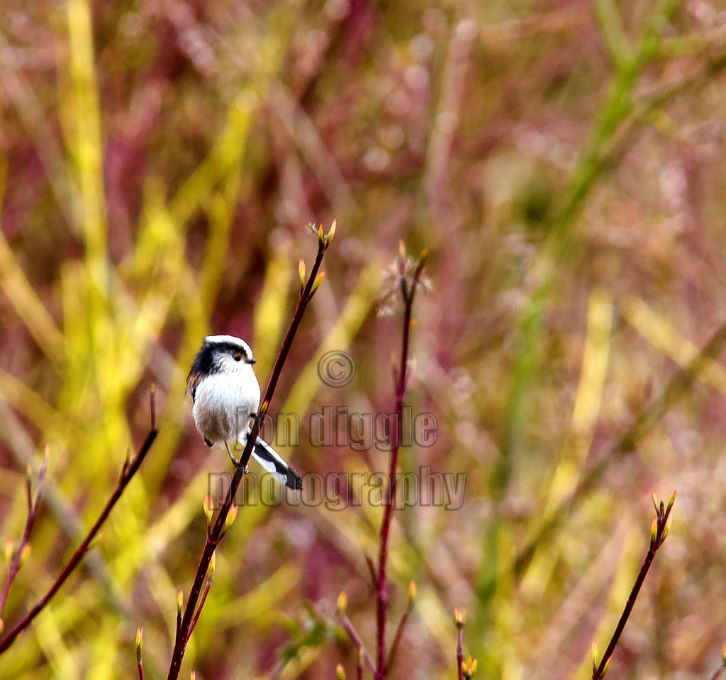 Long Tailed Tit Pennington Flash
