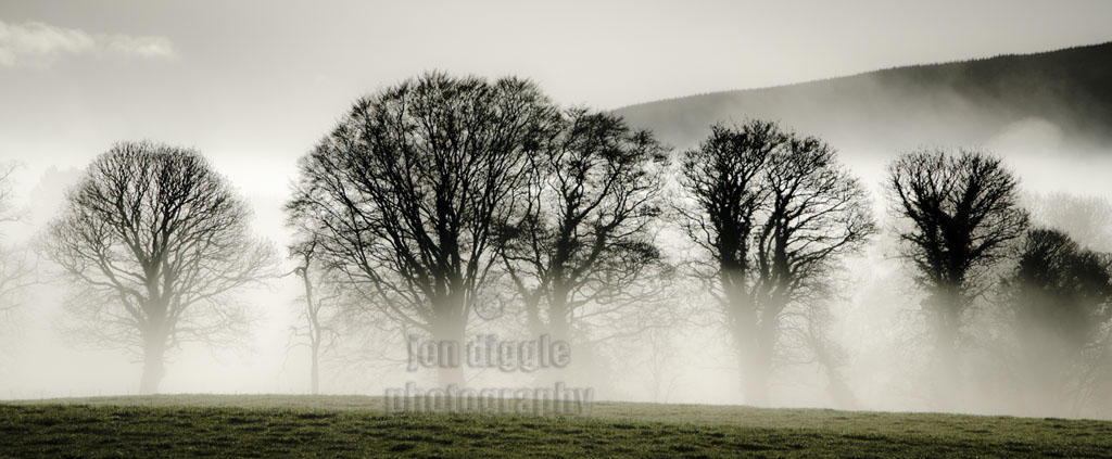 Misty winter morning