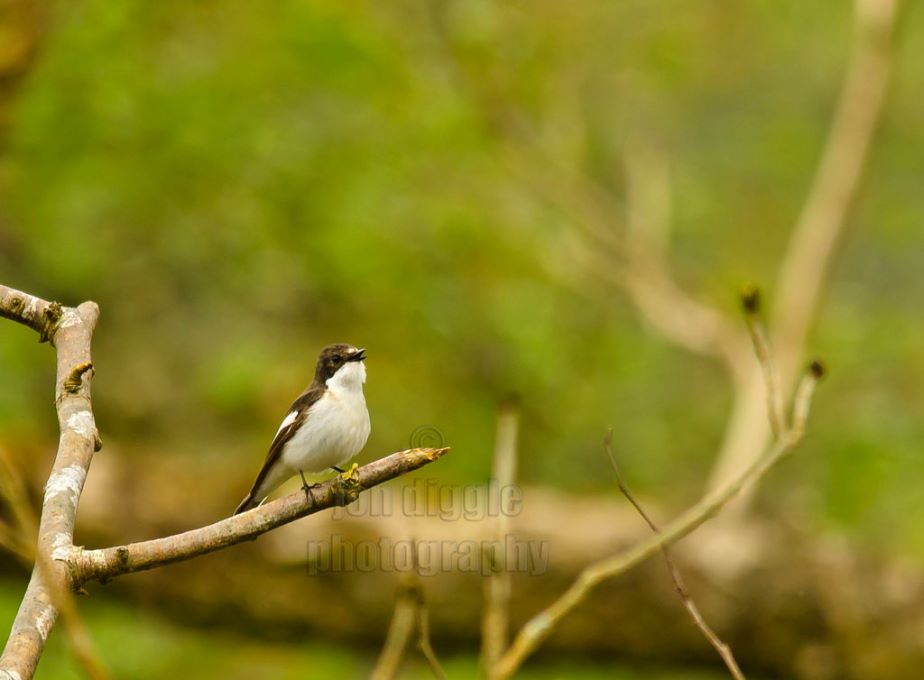 Pied Flycatcher