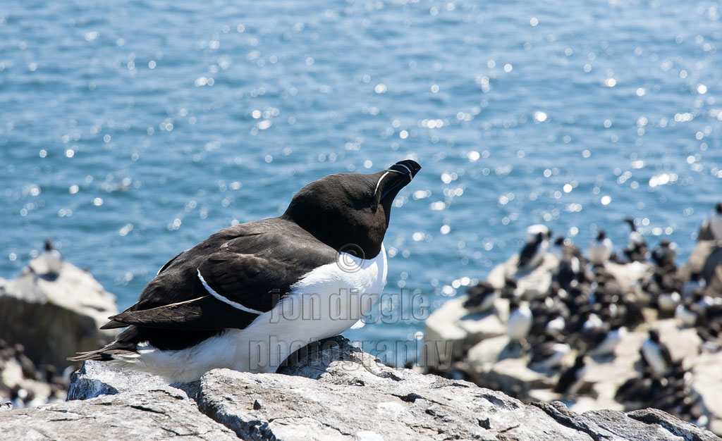 Razorbill Farne Islands Northumberland